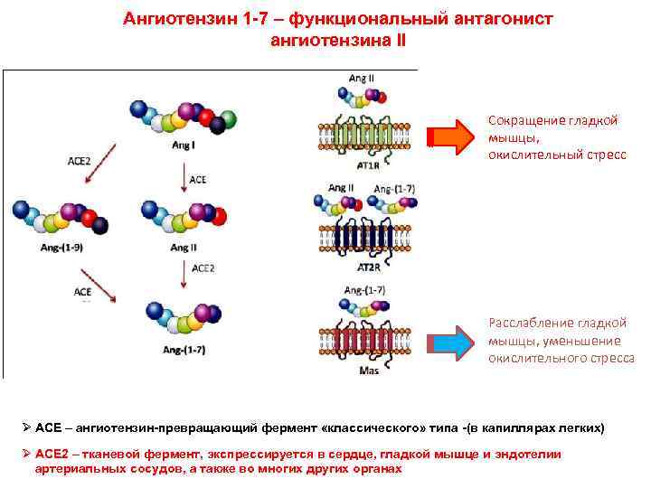 Ангиотензин 1 -7 – функциональный антагонист ангиотензина II Сокращение гладкой мышцы, окислительный стресс Расслабление