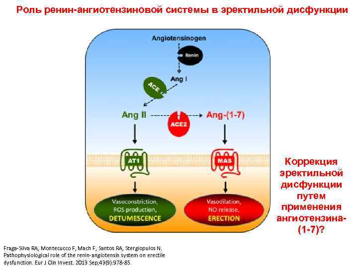 Роль ренин-ангиотензиновой системы в эректильной дисфункции Коррекция эректильной дисфункции путем применения ангиотензина(1 -7)? Fraga-Silva