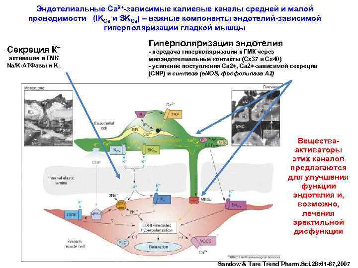 Эндотелиальные Са 2+-зависимые калиевые каналы средней и малой проводимости (IKCa и SKCa) – важные