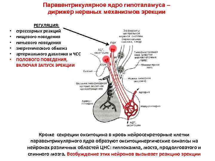 Паравентрикулярное ядро гипоталамуса – дирижер нервных механизмов эрекции • • • РЕГУЛЯЦИЯ: стрессорных реакций