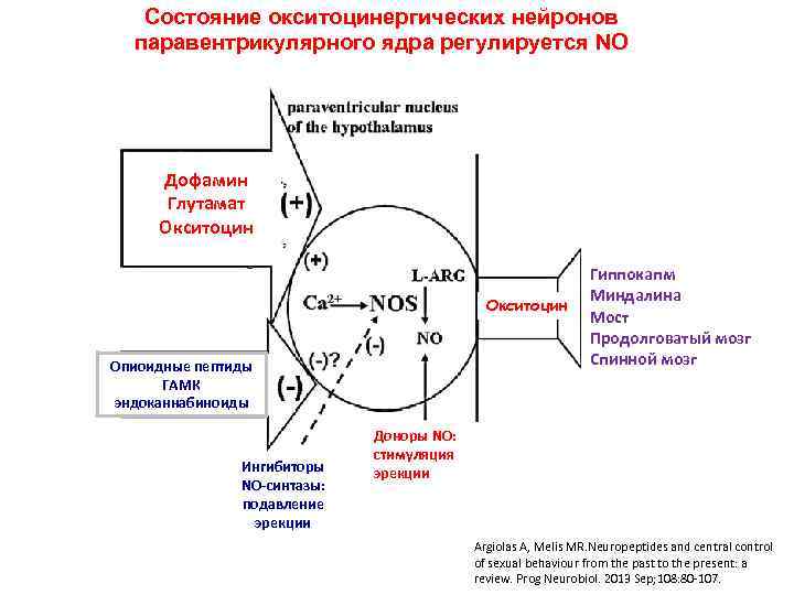 Состояние окситоцинергических нейронов паравентрикулярного ядра регулируется NO Дофамин Глутамат Окситоцин Опиоидные пептиды ГАМК эндоканнабиноиды