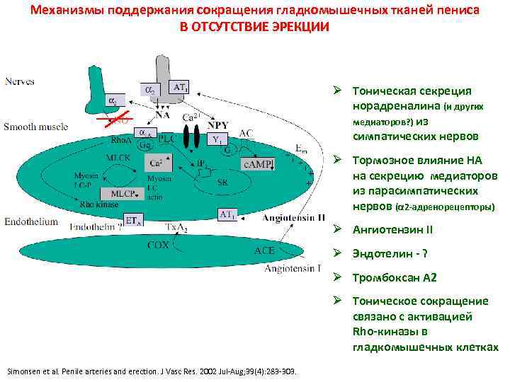 Механизмы поддержания сокращения гладкомышечных тканей пениса В ОТСУТСТВИЕ ЭРЕКЦИИ Ø Тоническая секреция норадреналина (и