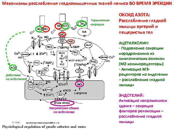 Механизмы расслабления гладкомышечных тканей пениса ВО ВРЕМЯ ЭРЕКЦИИ Торможение секреции ОКСИД АЗОТА: Расслабление гладкой