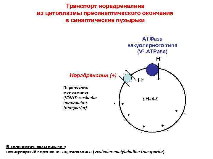 Транспорт норадреналина из цитоплазмы пресинаптического окончания в синаптические пузырьки АТФаза вакуолярного типа (V 0