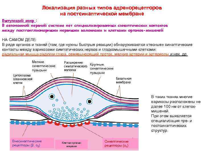 Локализация разных типов адренорецепторов на постсинаптической мембране Бытующий миф : В автономной нервной системе