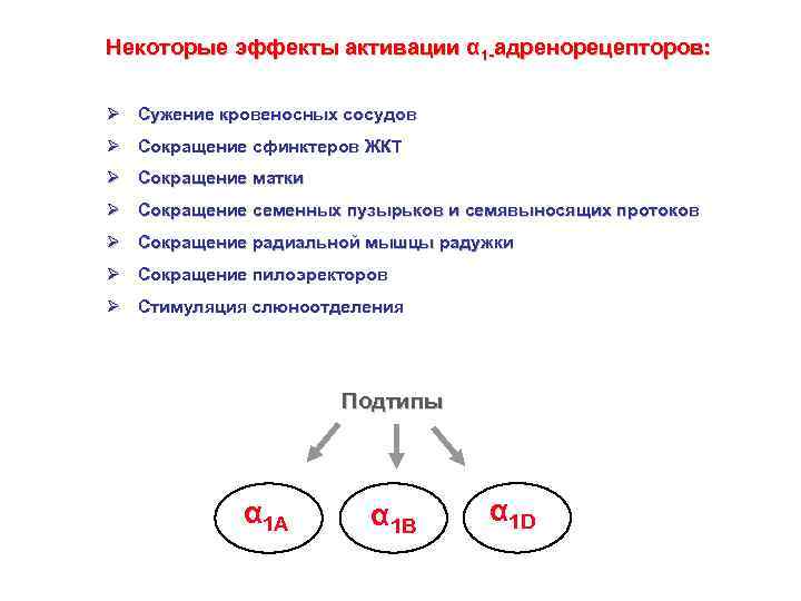 Некоторые эффекты активации α 1 -адренорецепторов: Ø Сужение кровеносных сосудов Ø Сокращение сфинктеров ЖКТ