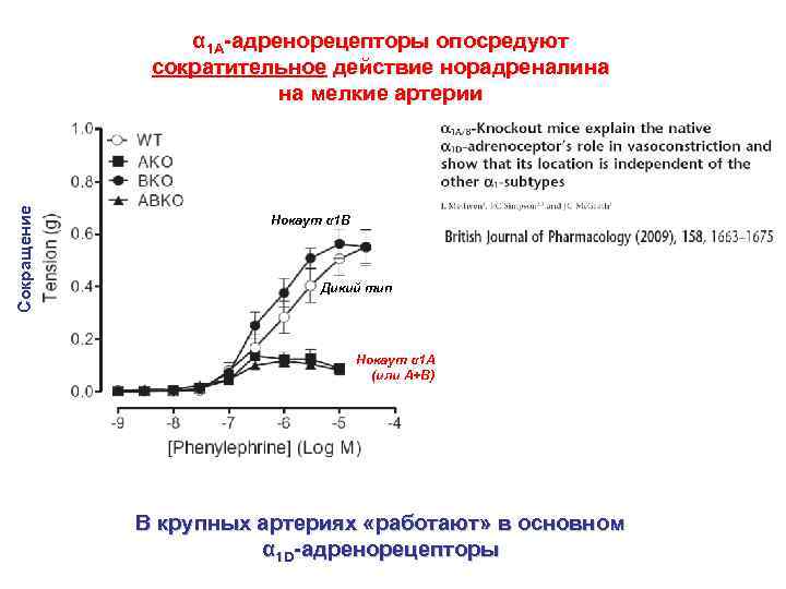 Сокращение α 1 А-адренорецепторы опосредуют сократительное действие норадреналина на мелкие артерии Нокаут α 1