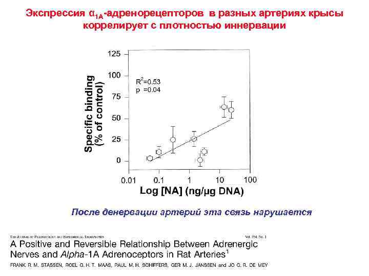 Экспрессия α 1 А-адренорецепторов в разных артериях крысы коррелирует с плотностью иннервации После денервации
