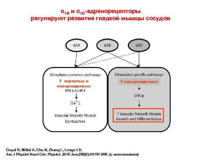 α 1 B и α 1 D-адренорецепторы регулируют развитие гладкой мышцы сосудов У взрослых