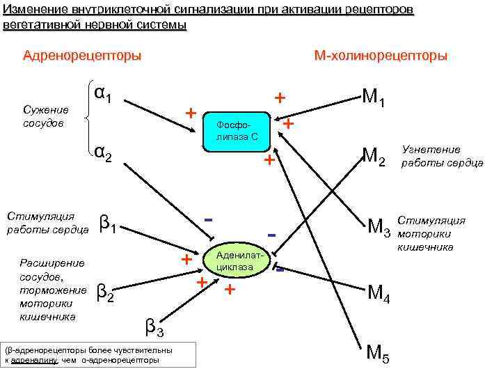 М холинорецепторы. Холинорецепторы и адренорецепторы. Холинорецепторы расположение. М1 м2 м3 холинорецепторы. М4 холинорецепторы.