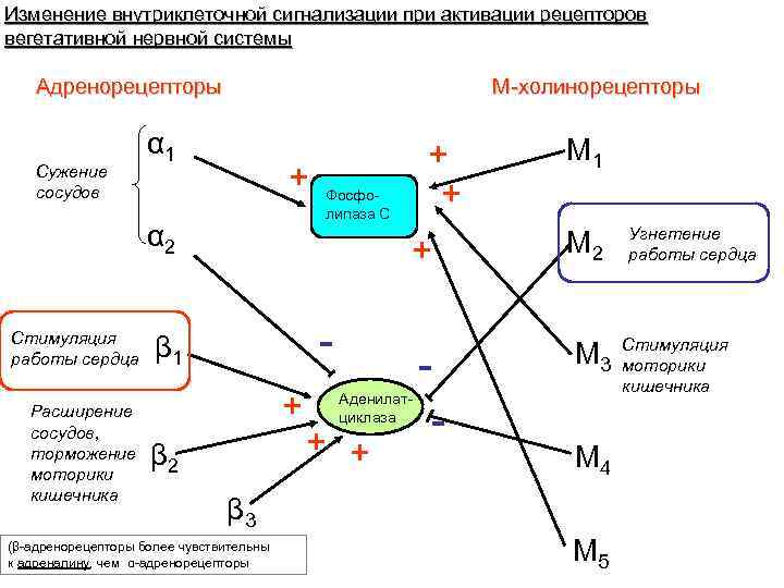 Изменение внутриклеточной сигнализации при активации рецепторов вегетативной нервной системы Адренорецепторы Сужение сосудов М-холинорецепторы α