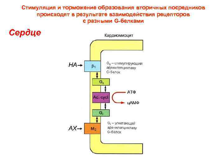 Стимуляция и торможение образования вторичных посредников происходят в результате взаимодействия рецепторов с разными G-белками