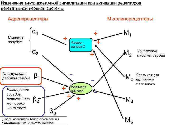 Изменение внутриклеточной сигнализации при активации рецепторов вегетативной нервной системы Адренорецепторы Сужение сосудов М-холинорецепторы α