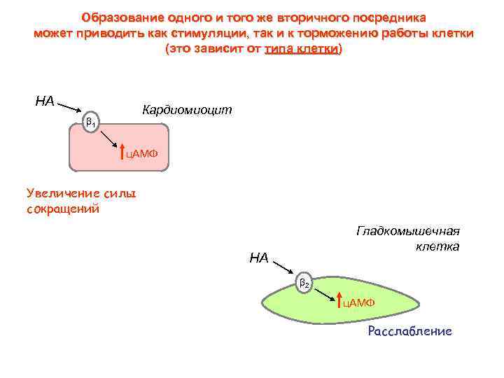 Образование одного и того же вторичного посредника может приводить как стимуляции, так и к