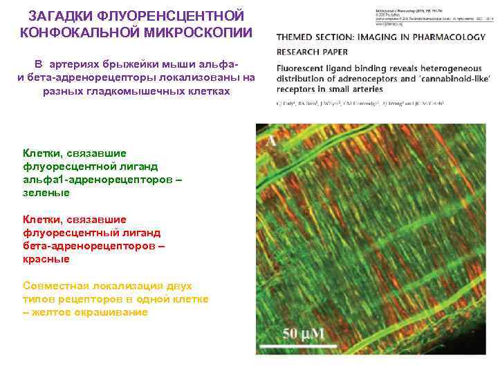 ЗАГАДКИ ФЛУОРЕНСЦЕНТНОЙ КОНФОКАЛЬНОЙ МИКРОСКОПИИ В артериях брыжейки мыши альфаи бета-адренорецепторы локализованы на разных гладкомышечных