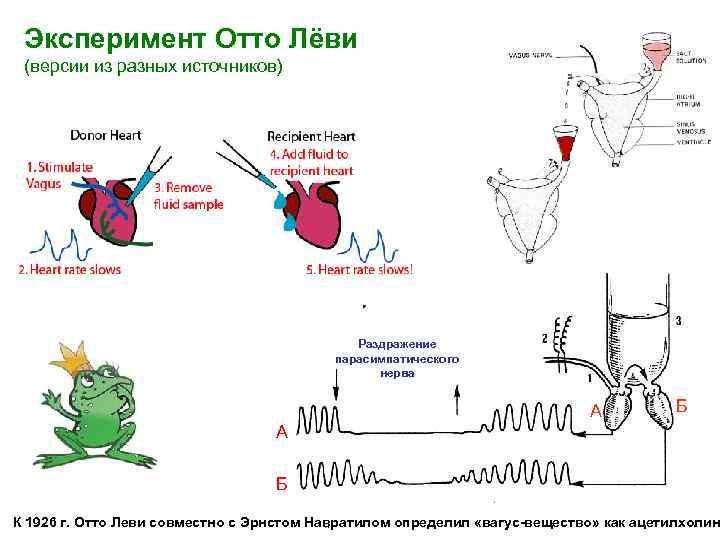 Эксперимент Отто Лёви (версии из разных источников) Опыт О. Леви Раздражение парасимпатического блуждающего нерва