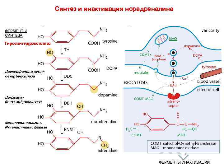 Синтез и инактивация норадреналина ФЕРМЕНТЫ СИНТЕЗА Тирозингидроксилаза Деоксифенилаланиндекарбоксилаза Дофаминбета-гидроксилаза Фенилэтаноламин. N-метилтрансфераза ФЕРМЕНТЫ ИНАКТИВАЦИИ 