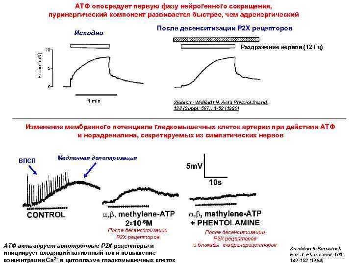 АТФ опосредует первую фазу нейрогенного сокращения, пуринергический компонент развивается быстрее, чем адренергический После десенситизации