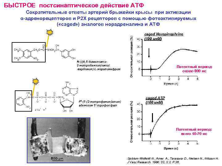БЫСТРОЕ постсинаптическое действие АТФ Сократительные ответы артерий брыжейки крысы при активации α-адренорецепторов и Р