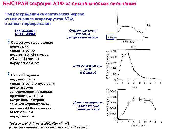 БЫСТРАЯ секреция АТФ из симпатических окончаний При раздражении симпатических нервов из них сначала секретируется