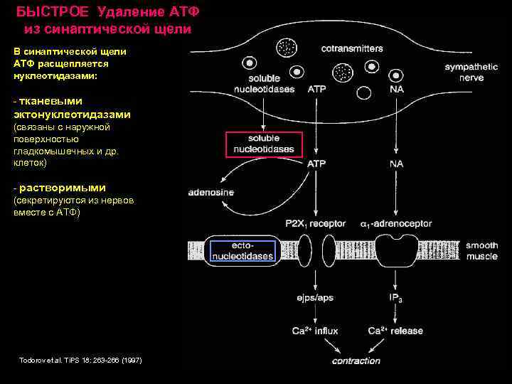 БЫСТРОЕ Удаление АТФ из синаптической щели В синаптической щели АТФ расщепляется нуклеотидазами: - тканевыми