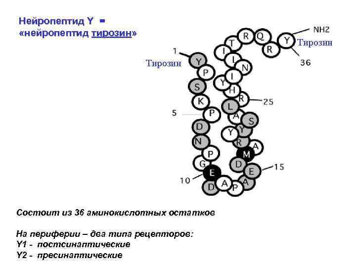 Нейропептид Y = «нейропептид тирозин» Тирозин Состоит из 36 аминокислотных остатков На периферии –