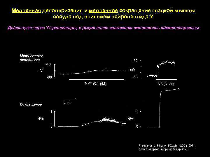 Медленная деполяризация и медленное сокращение гладкой мышцы сосуда под влиянием нейропептида Y Действует через
