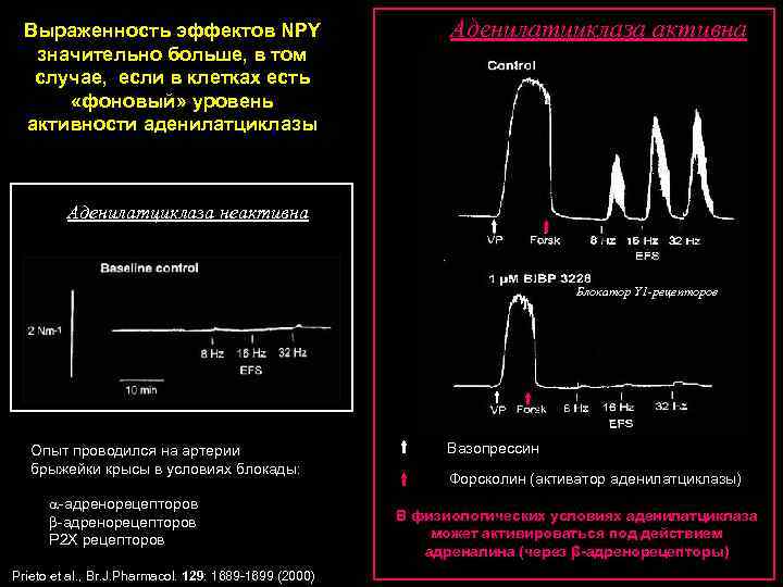 Выраженность эффектов NPY значительно больше, в том случае, если в клетках есть «фоновый» уровень