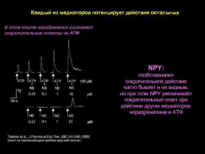 Каждый из медиаторов потенцирует действие остальных В этом опыте норадреналин усиливает сократительные ответы на