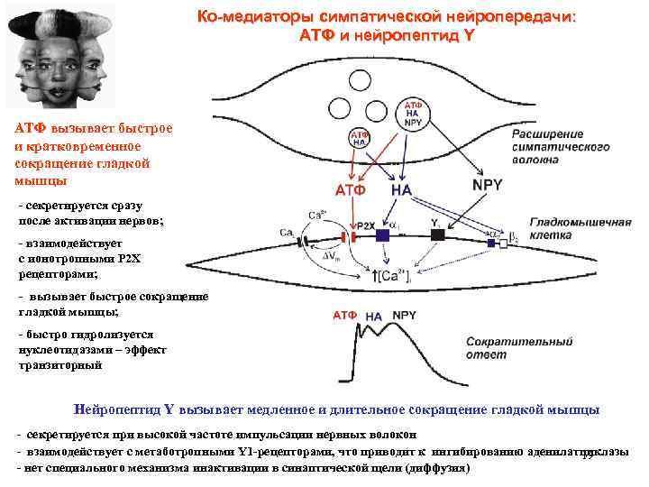 Ко-медиаторы симпатической нейропередачи: АТФ и нейропептид Y АТФ вызывает быстрое и кратковременное сокращение гладкой