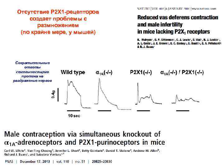 Отсутствие Р 2 Х 1 -рецепторов создает проблемы с размножением (по крайне мере, у