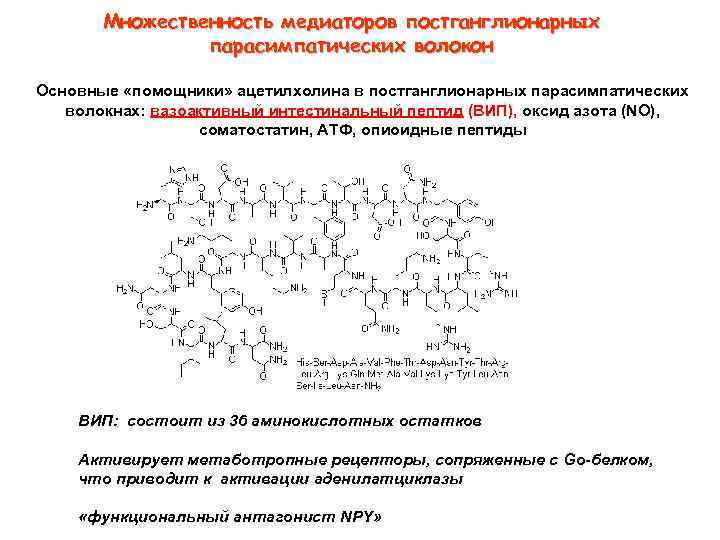 Множественность медиаторов постганглионарных парасимпатических волокон Основные «помощники» ацетилхолина в постганглионарных парасимпатических волокнах: вазоактивный интестинальный