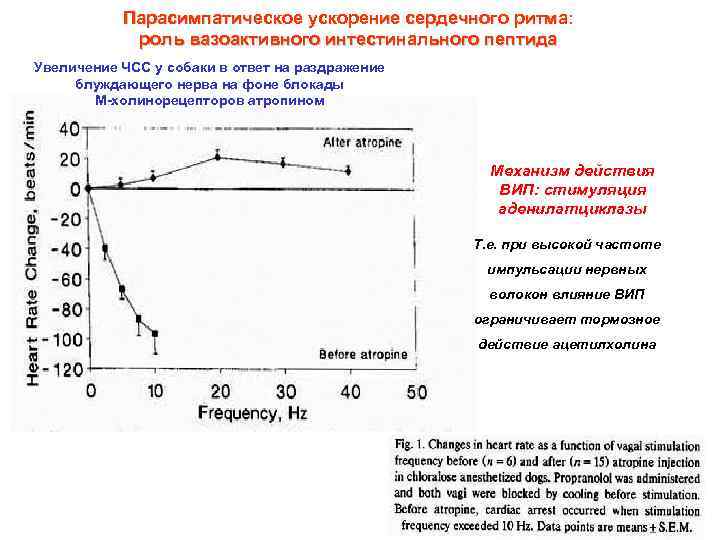 Парасимпатическое ускорение сердечного ритма: роль вазоактивного интестинального пептида Увеличение ЧСС у собаки в ответ