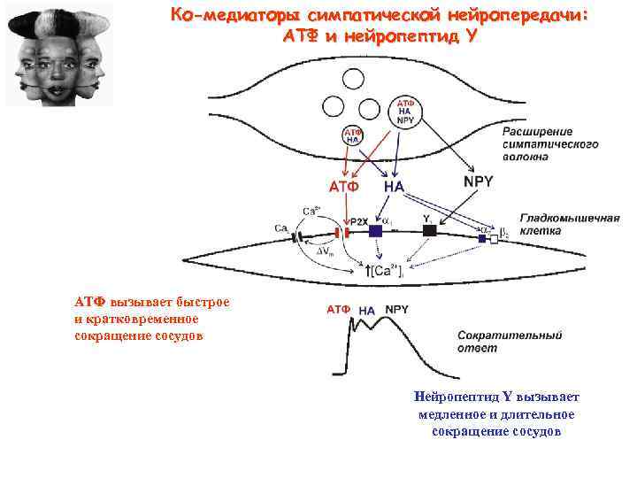 Ко-медиаторы симпатической нейропередачи: АТФ и нейропептид Y АТФ вызывает быстрое и кратковременное сокращение сосудов