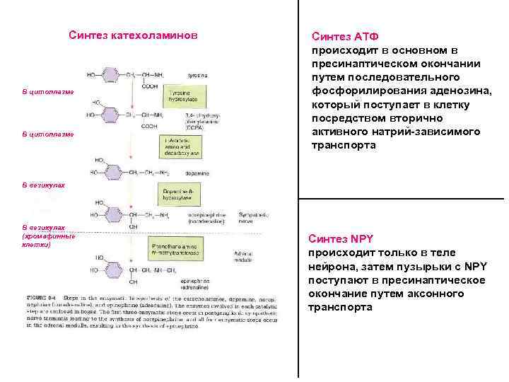 Синтез катехоламинов В цитоплазме Синтез АТФ происходит в основном в пресинаптическом окончании путем последовательного