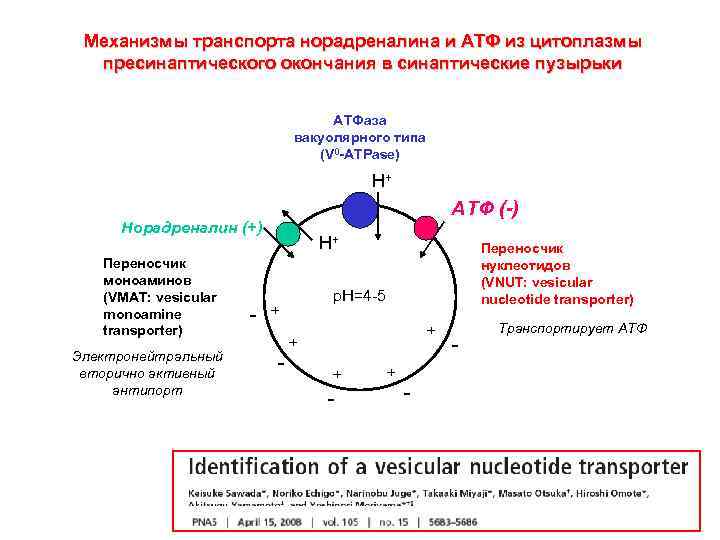 Механизмы транспорта норадреналина и АТФ из цитоплазмы пресинаптического окончания в синаптические пузырьки АТФаза вакуолярного