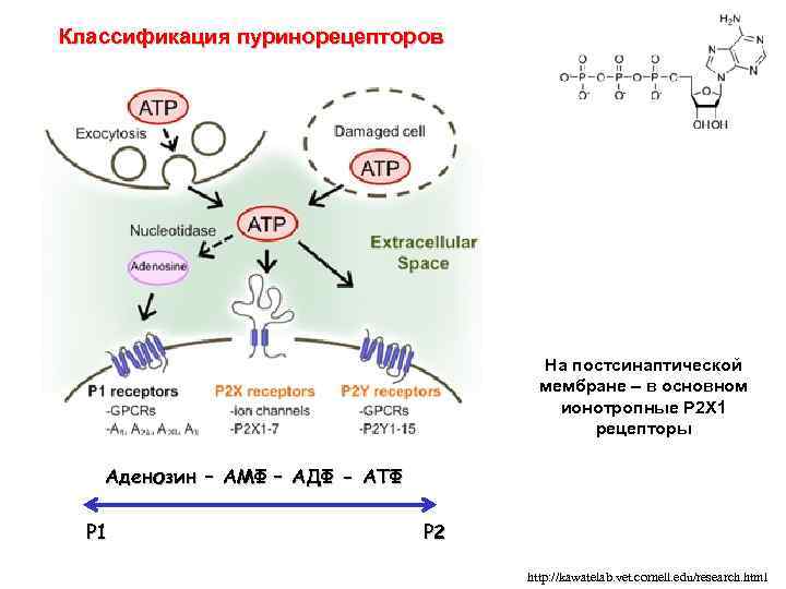 Классификация пуринорецепторов На постсинаптической мембране – в основном ионотропные Р 2 Х 1 рецепторы