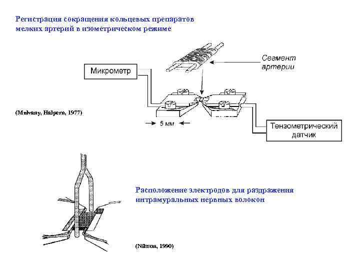 Регистрация сокращения кольцевых препаратов мелких артерий в изометрическом режиме (Mulvany, Halpern, 1977) Расположение электродов