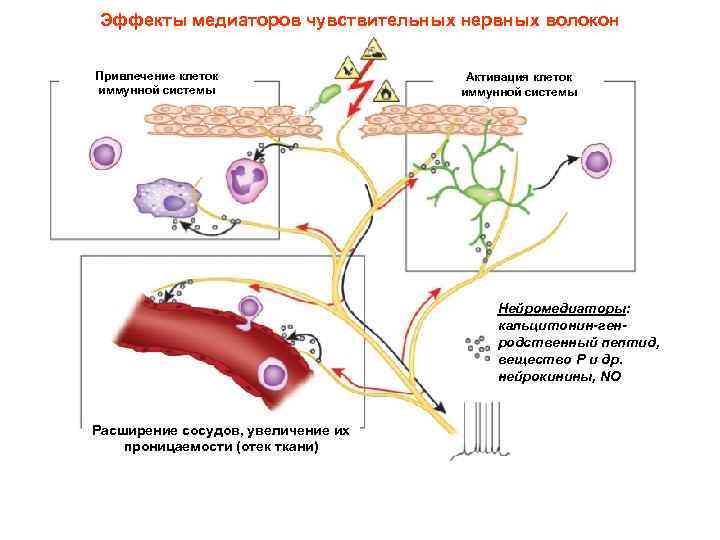 Эффекты медиаторов чувствительных нервных волокон Привлечение клеток иммунной системы Активация клеток иммунной системы Нейромедиаторы: