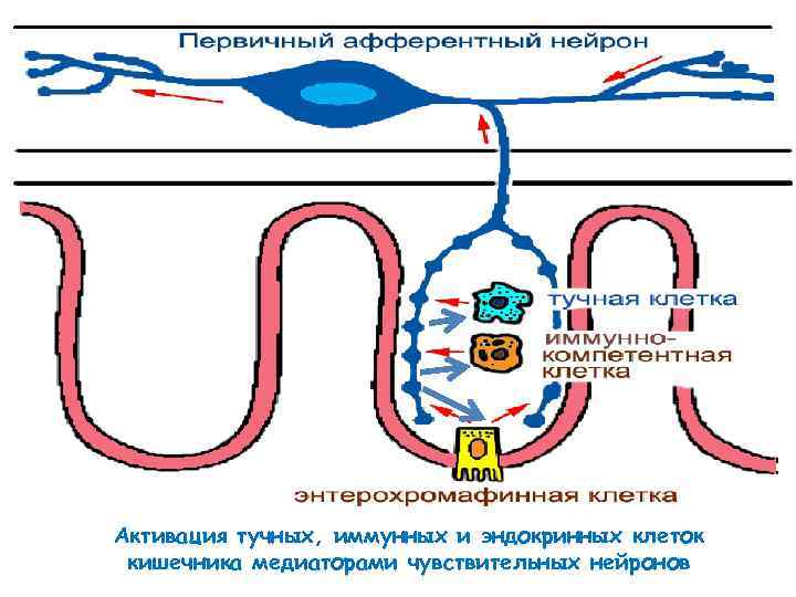 Активация тучных, иммунных и эндокринных клеток кишечника медиаторами чувствительных нейронов 