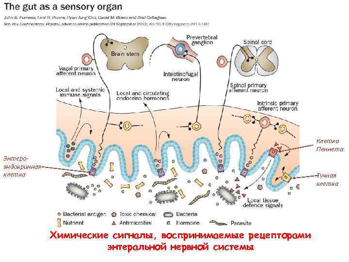 Клетка Пеннета Энтероэндокринная клетка Тучная клетка Химические сигналы, воспринимаемые рецепторами энтеральной нервной системы 