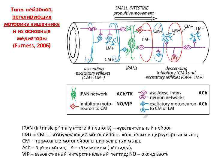 Типы нейронов, регулирующих моторику кишечника и их основные медиаторы (Furness, 2006) IPAN (intrinsic primary