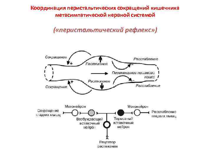 Координация перистальтических сокращений кишечника метасимпатической нервной системой ( «перистальтический рефлекс» ) 