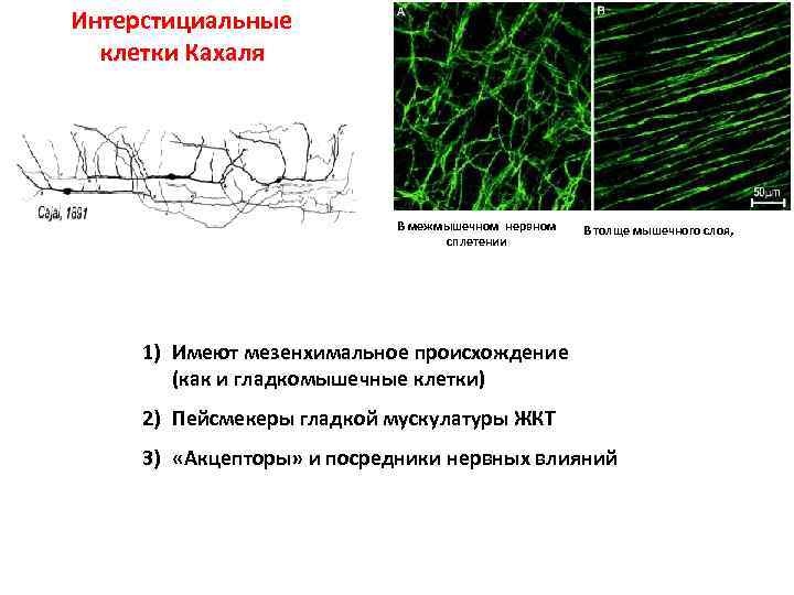 Интерстициальные клетки Кахаля В межмышечном нервном сплетении В толще мышечного слоя, 1) Имеют мезенхимальное