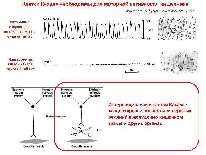 Клетки Кахаля необходимы для моторной активности кишечника Ward et al. J Physiol 1994 v.