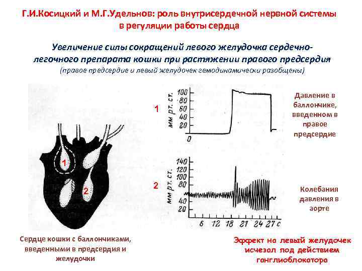 Увеличение электрической активности. Усиление сокращения левого желудочка. Усиление активности левого желудочка. Усилены потенциалы левого желудочка. Внутрисердечная нервная система.