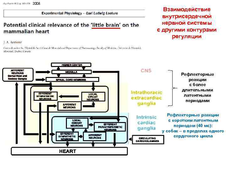 2008 Взаимодействие внутрисердечной нервной системы с другими контурами регуляции Рефлекторные реакции с более длительными