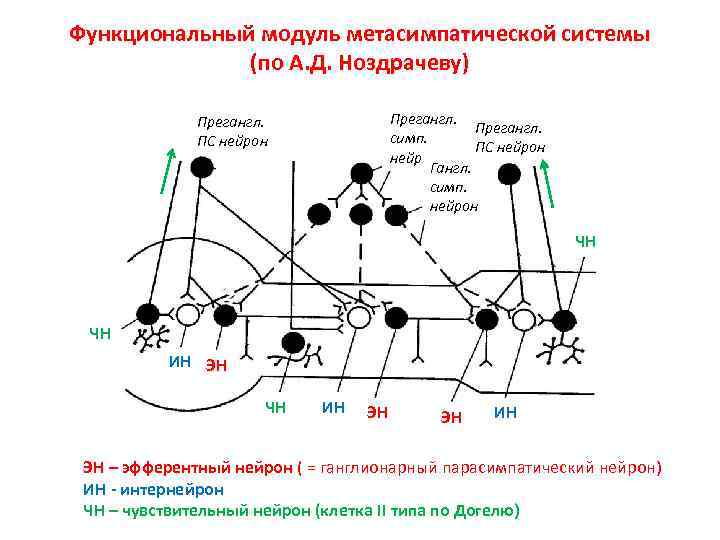 Функциональный модуль метасимпатической системы (по А. Д. Ноздрачеву) Прегангл. симп. ПС нейрон Гангл. симп.