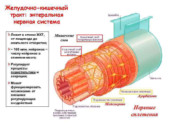 Желудочно-кишечный тракт: энтеральная нервная система Ø Лежит в стенке ЖКТ, от пищевода до анального