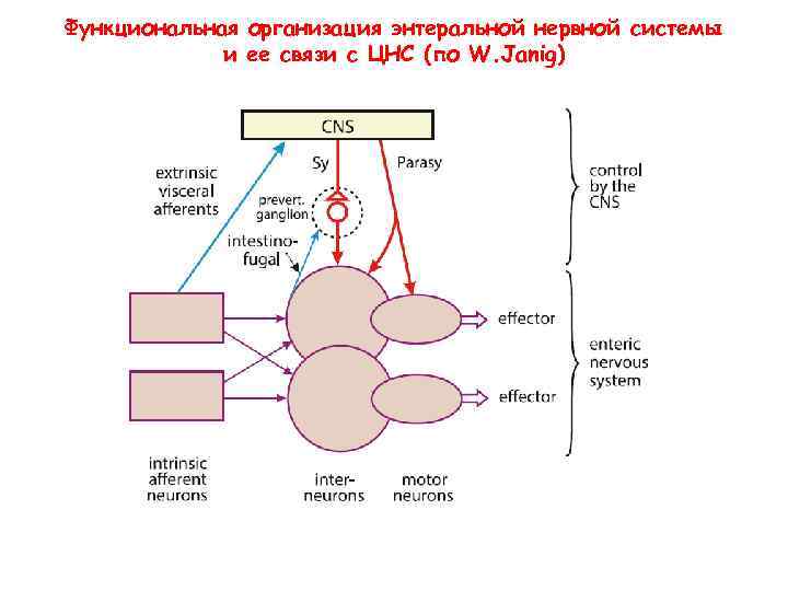 Функциональная и организация энтеральной нервной системы ее связи с ЦНС (по W. Janig) 